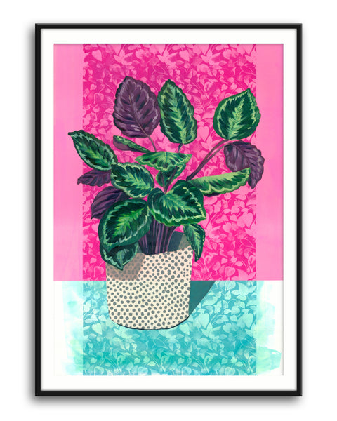Rose Painted Calathea