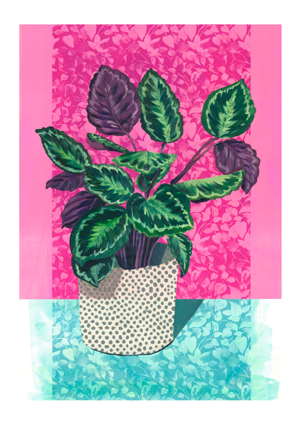 Rose Painted Calathea